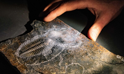 a hand hovering over a fossil